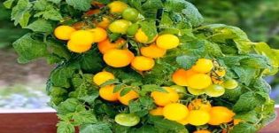 Mô tả về giống cà chua titmouse, khuyến nghị trồng