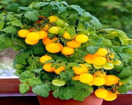 Titaanihiomaisen tomaattilajikkeen kuvaus, suosituksia kasvattamiseksi