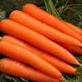 Revisió de varietats de pastanaga de maduració primerenca: Kuroda, Shantane, Còrdova i altres