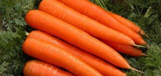 Examen des variétés de carottes à maturation précoce: Kuroda, Shantane, Cordoba et autres