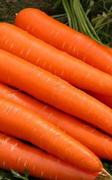 Katsaus varhain varhain kypsyviin porkkanalajikkeisiin: Kuroda, Shantane, Cordoba ja muut