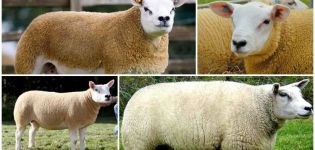 Description and characteristics of Texel sheep, housing conditions and care