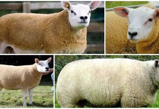 Description and characteristics of Texel sheep, housing conditions and care