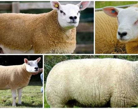 Descripció i característiques de les ovelles de Texel, condicions d’habitatge i cura