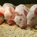 Advantages and disadvantages of bacterial litters for pigsties, types and care of them