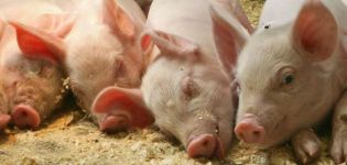 Vor- und Nachteile von Bakterienabfällen für Schweineställe, Arten und deren Pflege