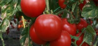 Pomidorų veislės Beauty f1 aprašymas, jo savybės ir produktyvumas