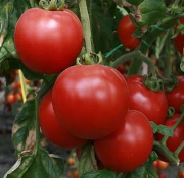 Description of the tomato variety Beauty f1, its characteristics and productivity