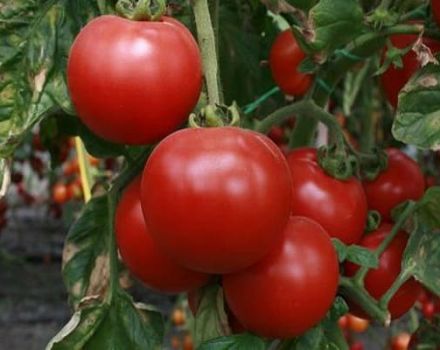 Description de la variété de tomate Beauty f1, ses caractéristiques et sa productivité