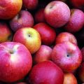 Descripción y características de las manzanas Macintosh, características de plantación y cuidado.