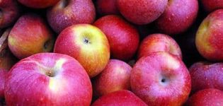 Description and characteristics of Macintosh apples, planting and care features