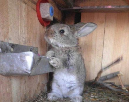 Est-il possible et de quelle manière donner du sel aux lapins, comment faire des coups de langue