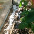 Kaip greitai atsikratyti skruzdėlių šiltnamyje su agurkais, ką daryti?