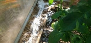 ¿Cómo deshacerse rápidamente de las hormigas en un invernadero con pepinos, qué hacer?