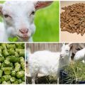 Sammensætning af blandet foder til geder og regler for madlavning med egne hænder, opbevaring