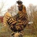 Caractéristiques et description de la race de poulets Pavlovsk, règles de soins et d'entretien