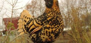 Kenmerken en beschrijving van het ras Pavlovsk-kippen, zorg- en onderhoudsregels