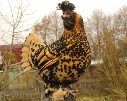 Charakteristika a popis plemene kuřat Pavlovsk, pravidla péče a údržby
