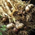 Quando nel 2020 è meglio raccogliere l'aglio negli Urali e nei giorni sfavorevoli, lo stoccaggio
