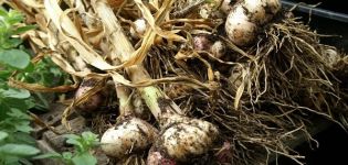 When in 2020 is it better to harvest garlic in the Urals and unfavorable days, storage
