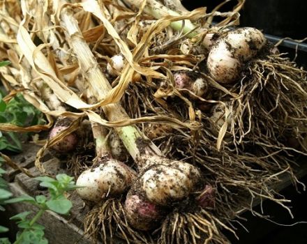 Quando nel 2020 è meglio raccogliere l'aglio negli Urali e nei giorni sfavorevoli, lo stoccaggio