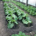 Paano maayos na itali ang mga pipino sa isang greenhouse na polycarbonate