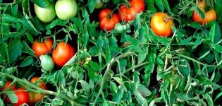 Description and characteristics of the tomato variety Money tree
