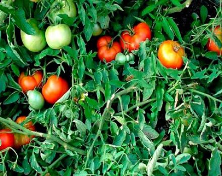 Beskrivning och egenskaper hos tomatsorten Money tree