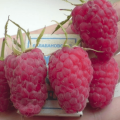 How can you feed raspberries during berry ripening, flowering and fruiting?