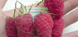 How can you feed raspberries during berry ripening, flowering and fruiting?