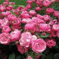 Cechy i popularne odmiany róż piżmowych, subtelności sadzenia i pielęgnacji