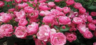 Características y variedades populares de rosas almizcleras, sutilezas de plantación y cuidado.