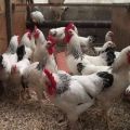 Master Grey tavuklarının tanımı ve özellikleri, bakımı ve beslenmesi