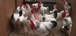 Description and characteristics of Master Gray hens, care and feeding