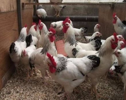 Beschreibung und Eigenschaften von Master Grey Hühnern, Pflege und Fütterung
