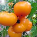 Opis odmiany pomidora Marmolada żółta, jej właściwości i produktywność