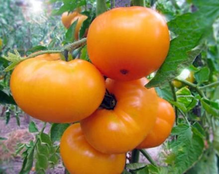 Kuvaus tomaattilajikkeesta Keltainen marmeladi, sen ominaisuudet ja tuottavuus