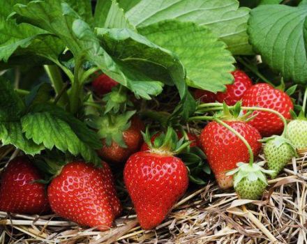 Description and characteristics of the strawberry variety Lord, cultivation and reproduction