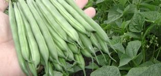 Types and description of beans varieties, cultivation features
