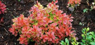 Varieties and types of barberry with description and characteristics, choice for regions