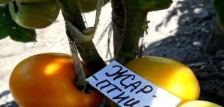 Opis odrody paradajok Firebird, vlastnosti pestovania a výnos