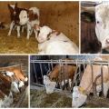 ¿Cuál es la razón y qué hacer si la vaca come mal heno después del parto y el tratamiento?