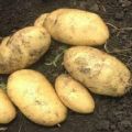 Beschrijving van het aardappelras Juvel, zijn kenmerken en opbrengst