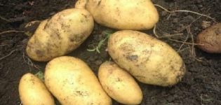 Juvel patates çeşidinin tanımı, özellikleri ve verimi