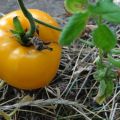 Description of the tomato variety Golden Bull and its characteristics