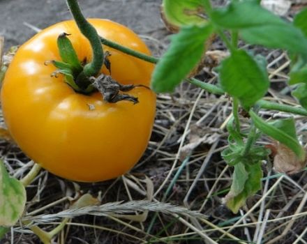 Descripción de la variedad de tomate Golden Bull y sus características