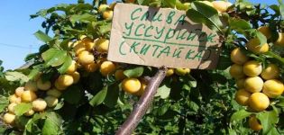 Description of the variety and types of Ussuri plum, distinctive features and cultivation