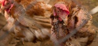 Sintomi e cause della micoplasmosi nei polli domestici, trattamento rapido ed efficace