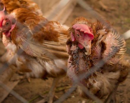 Símptomes i causes de la micoplasmosi en pollastres domèstiques, tractament ràpid i eficaç