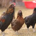 Beschreibung und Merkmale der Hühnerrasse Araucana, Zuchtmerkmale